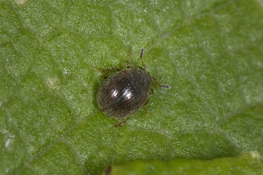 Aspidiphorus orbiculatus - Sphindidae